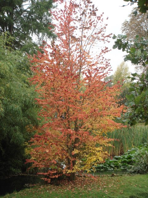 Cercidiphyllum japonicum automne